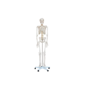 Esqueleto Humano Padrão de 180 cm C/ Suporte, Haste e Rodas Esqueleto Humano Padrão de 180 cm C/ Suporte, Haste e Rodas