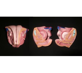 Modelo do Torso Humano