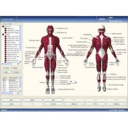 Equipamento de EMG Potencial evocado bioeletricidade do músculo de EMG