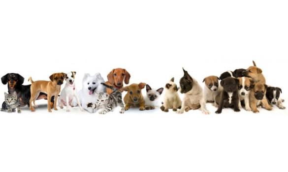 Linha de Acessórios Veterinários