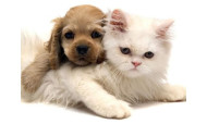 Linha Veterinária